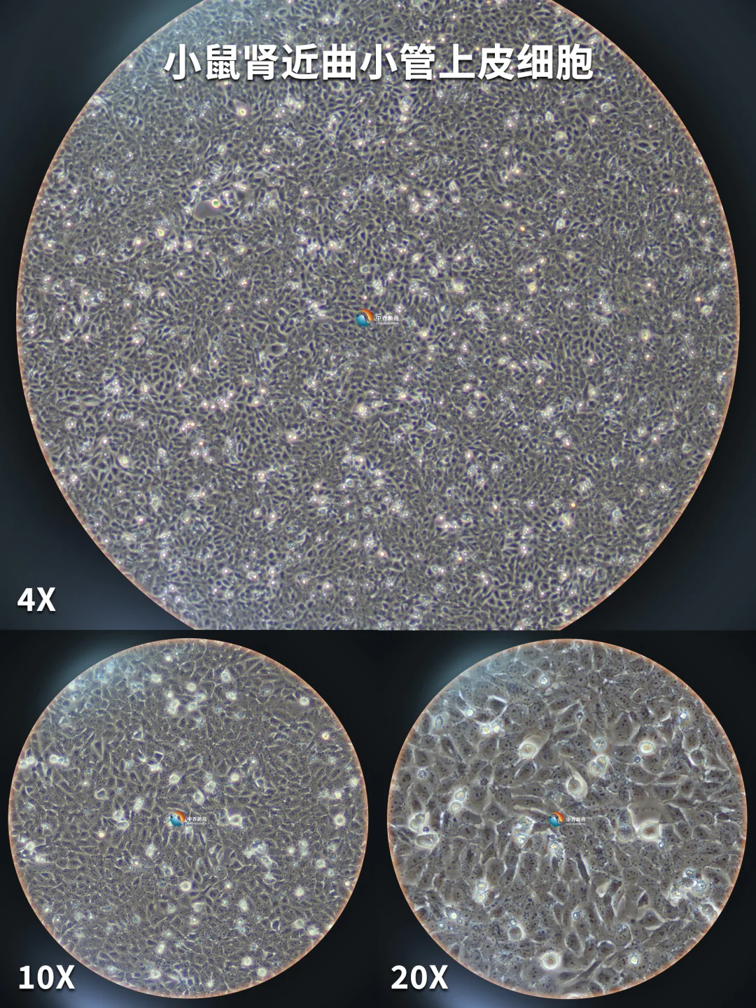 原代小鼠肾近曲小管上皮细胞，养的怎么样