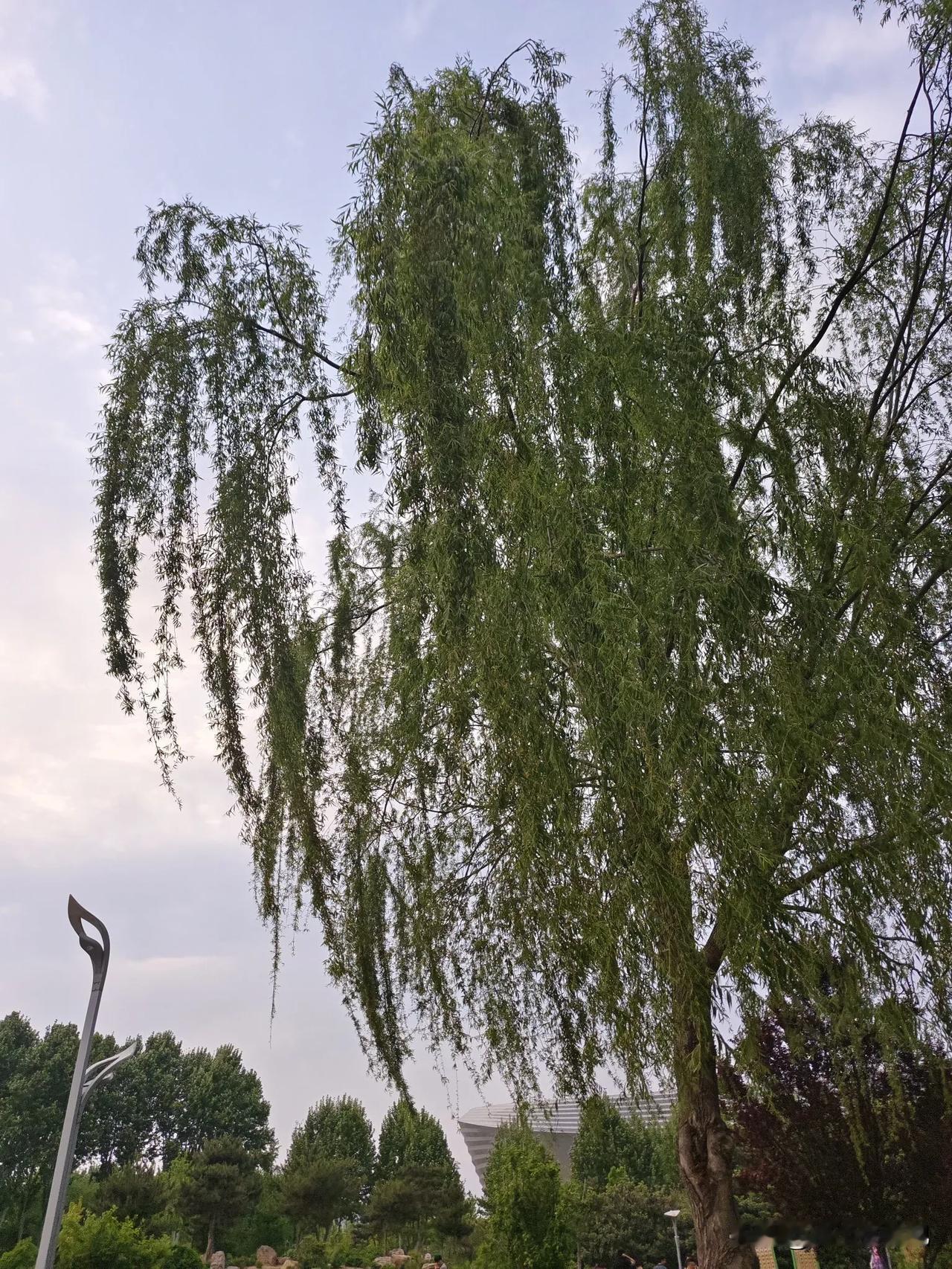 春日生活打卡季明天自驾从郑州开车去北京，一想到哪哪都约不上，还是想去[捂脸]，可