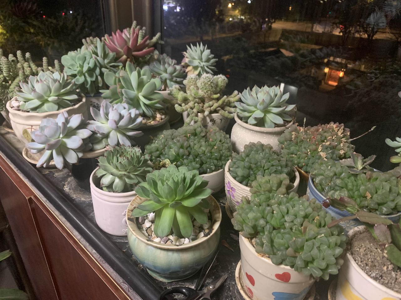 媳妇买的满阳台多肉，现在她去兼职上班了，把日常打理交给我了。
我喜欢开鲜艳花朵的