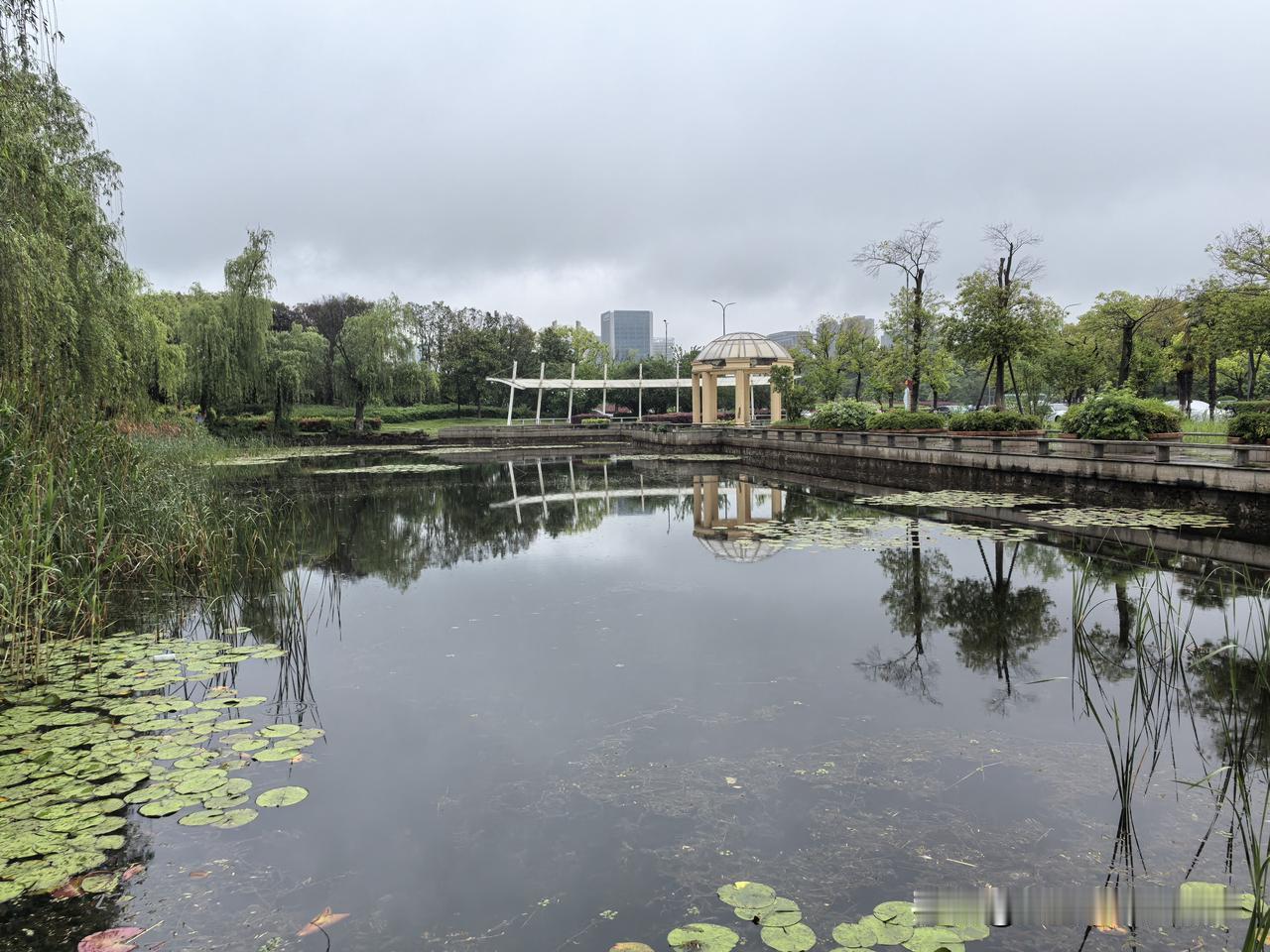 烟雨江南，雨中漫步。
蔷薇花开，清新脱俗。
一直想在绵绵春雨中，到苏州石湖的岸堤