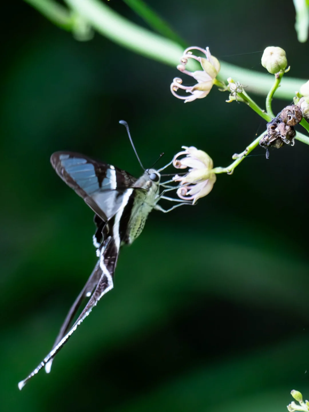 我拍到了国内最小的凤蝶！！！