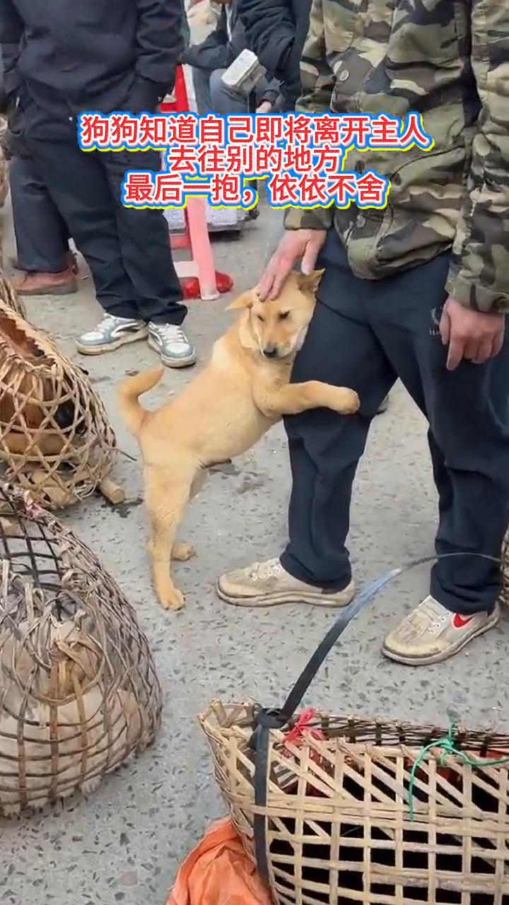 狗狗知道自己即将离开主人，去往别的地方，最后一抱，依依不舍。
