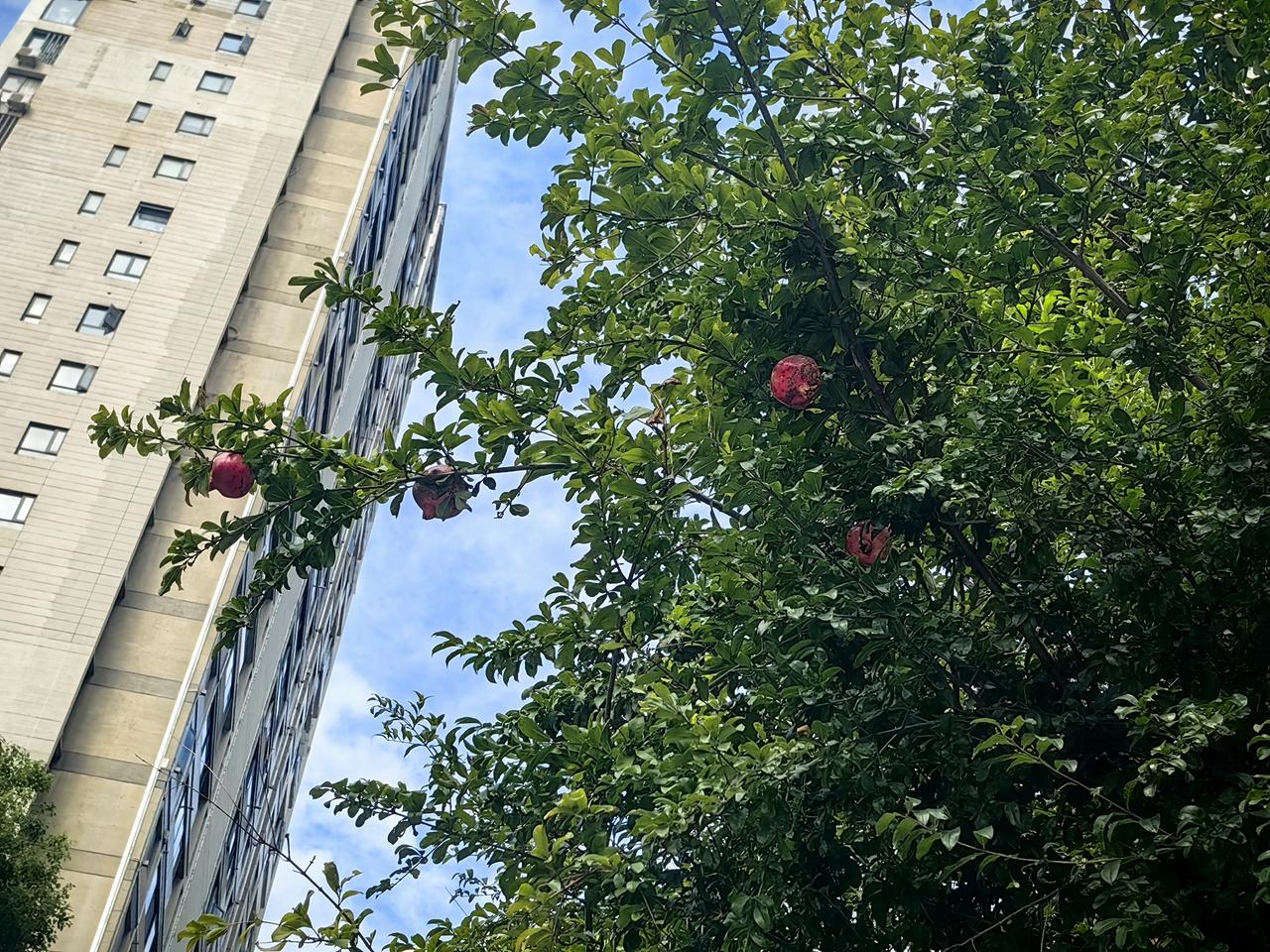 小区里有几棵石榴树，这几天从树下经过，看到石榴红了，像一个个红灯笼挂在枝头。风一