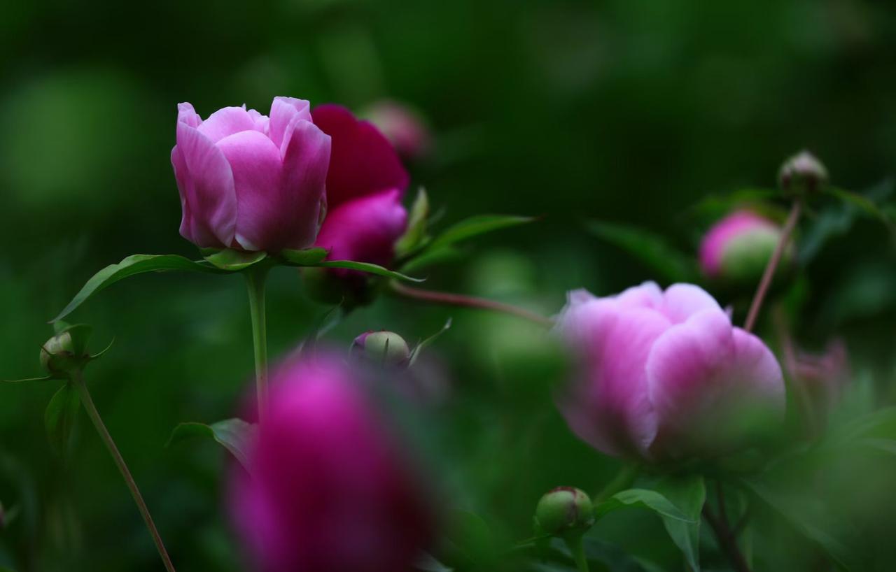 晒图笔记大赛芍药初绽，粉白的花苞在浓绿里轻轻舒展，像把春日最软的心事，悄悄揉进了