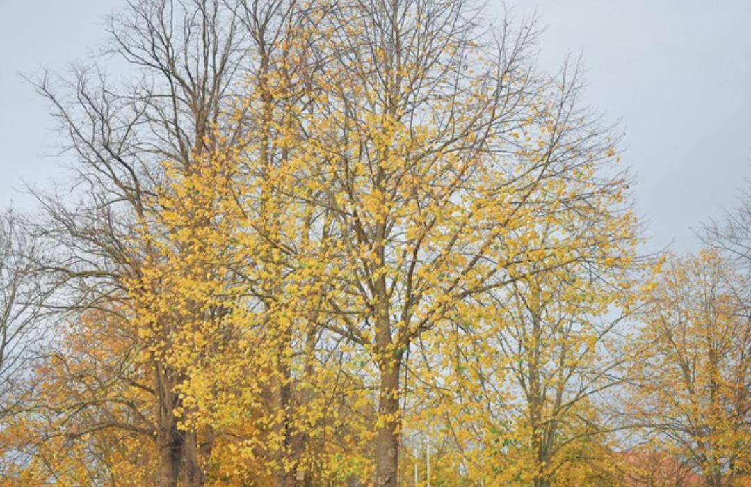 我是88年的，我从来没想过我有多么老多么老，直到看到我家孩子写的作文——《我的爸