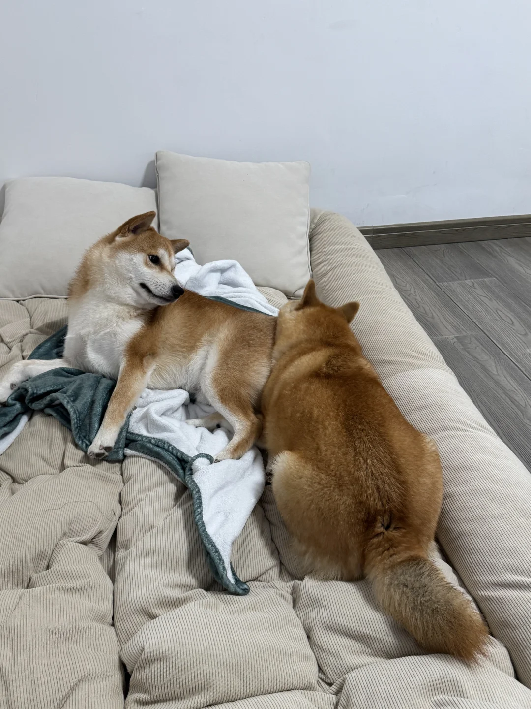 粘一起 分不开！