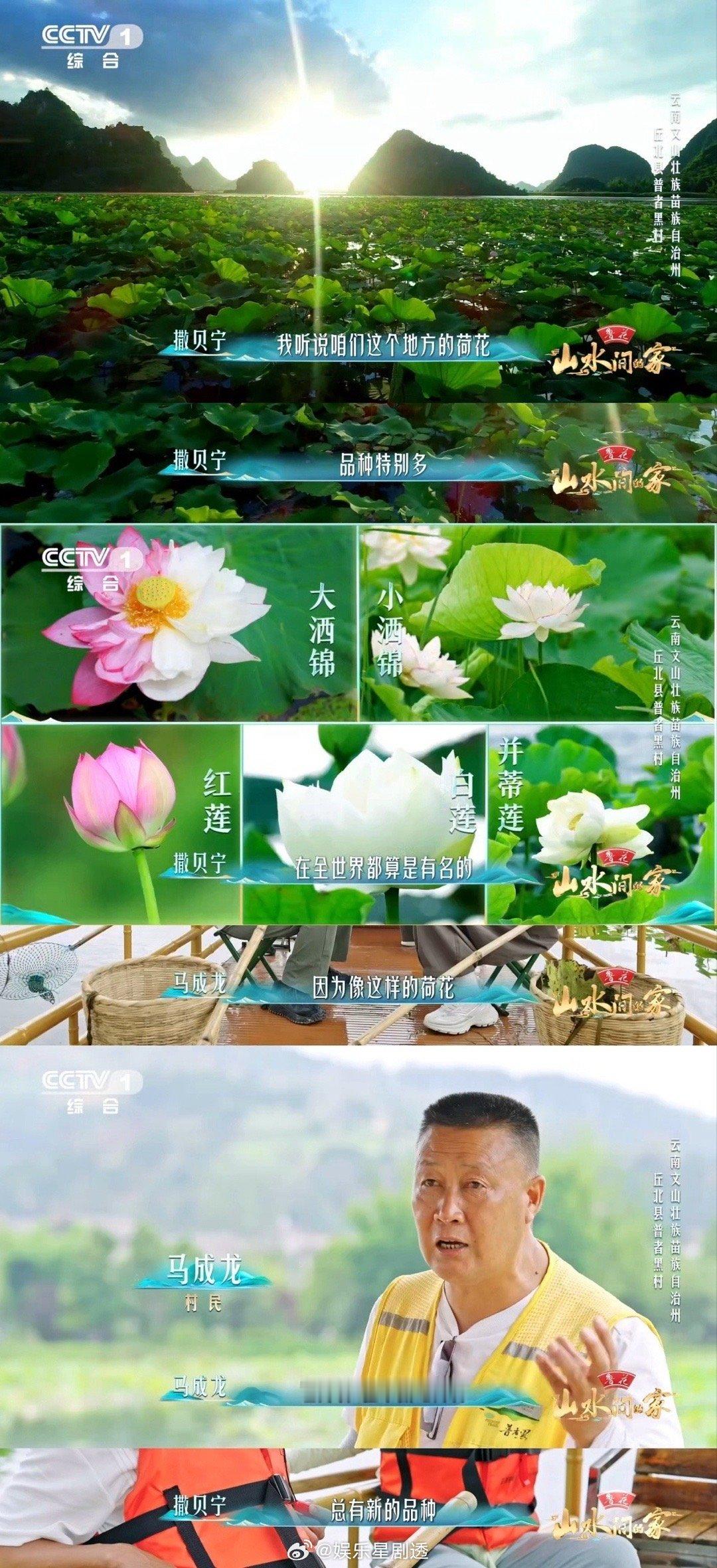 云南一村集齐300多种荷花云南真的是大自然的宝藏！连荷花都有三百种，每一种都美得