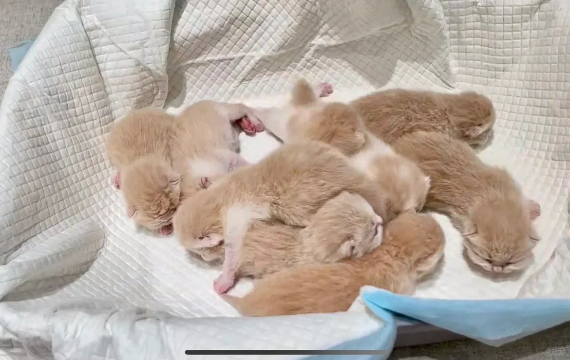 🇭🇰HK買貓💛一窩忌廉白曼基BB搵家長