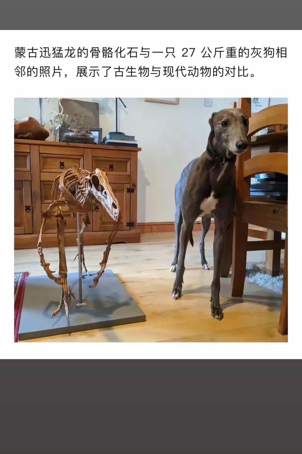 古猛龙骨架与现代灰狗，谁更猛？🦕🐕