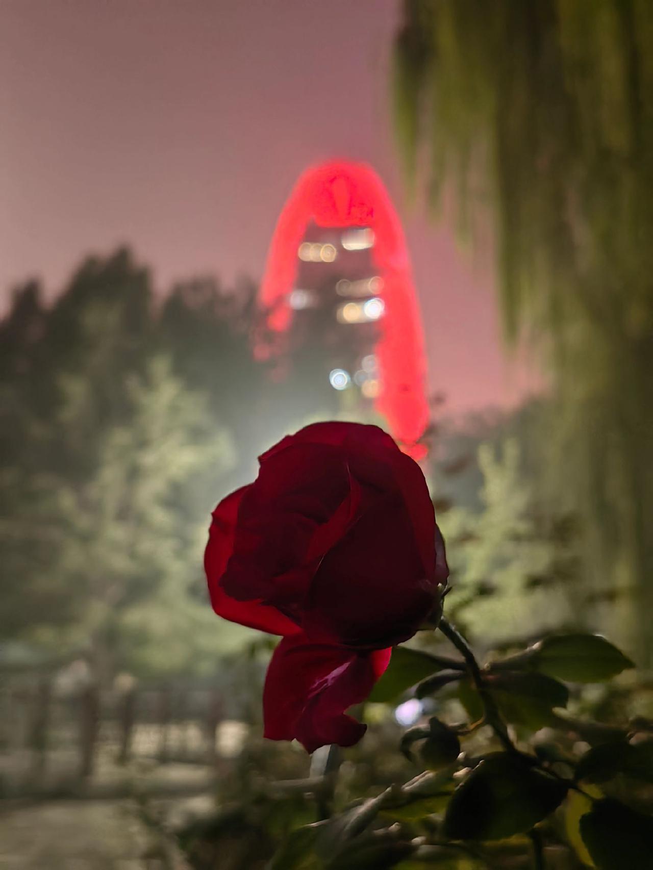 月夜
金台园散步
这里是燕京八景之一……