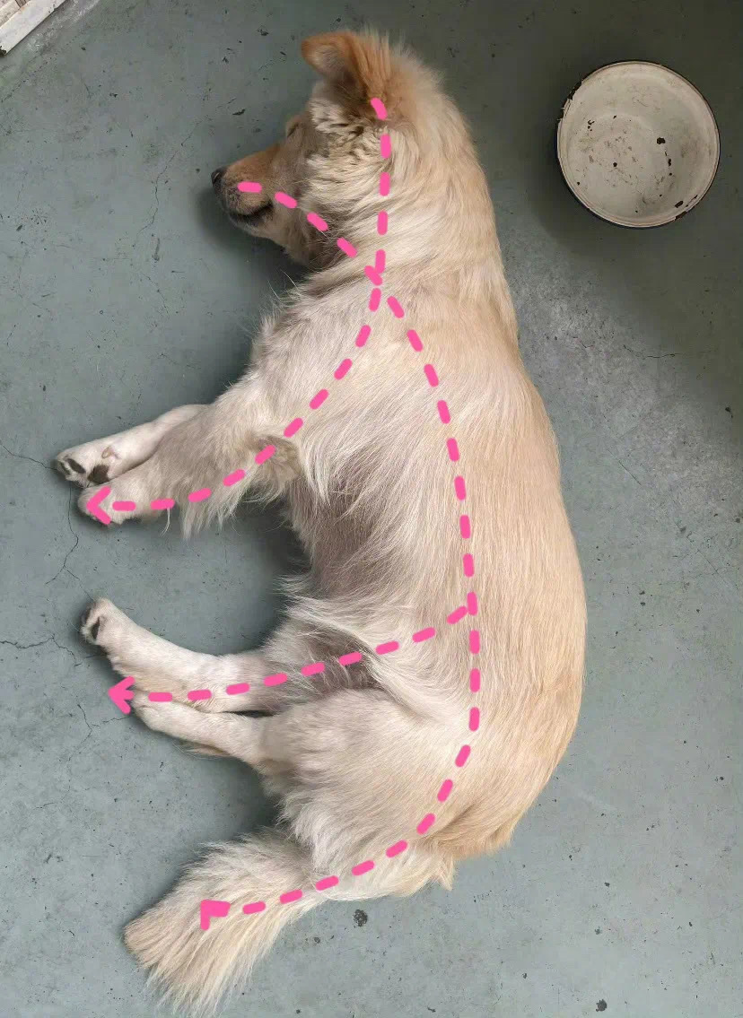 终于明白动物为啥是反犬旁了[发芽] ​​​
