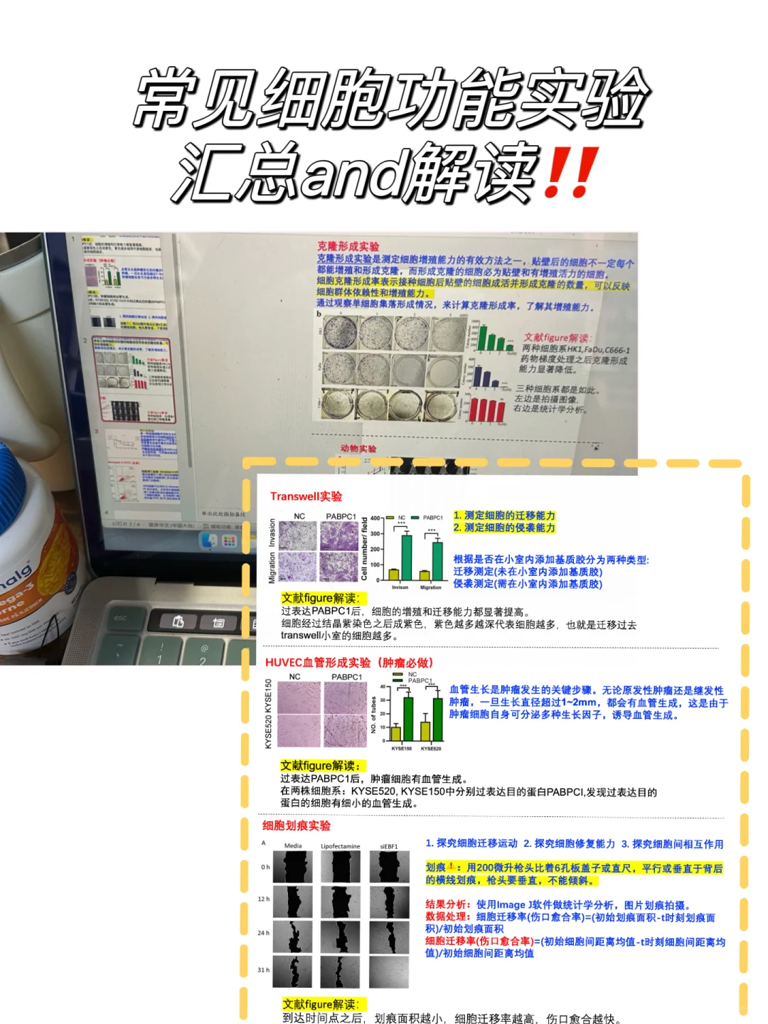 细胞功能实验不懂的，看这篇就对啦🥸