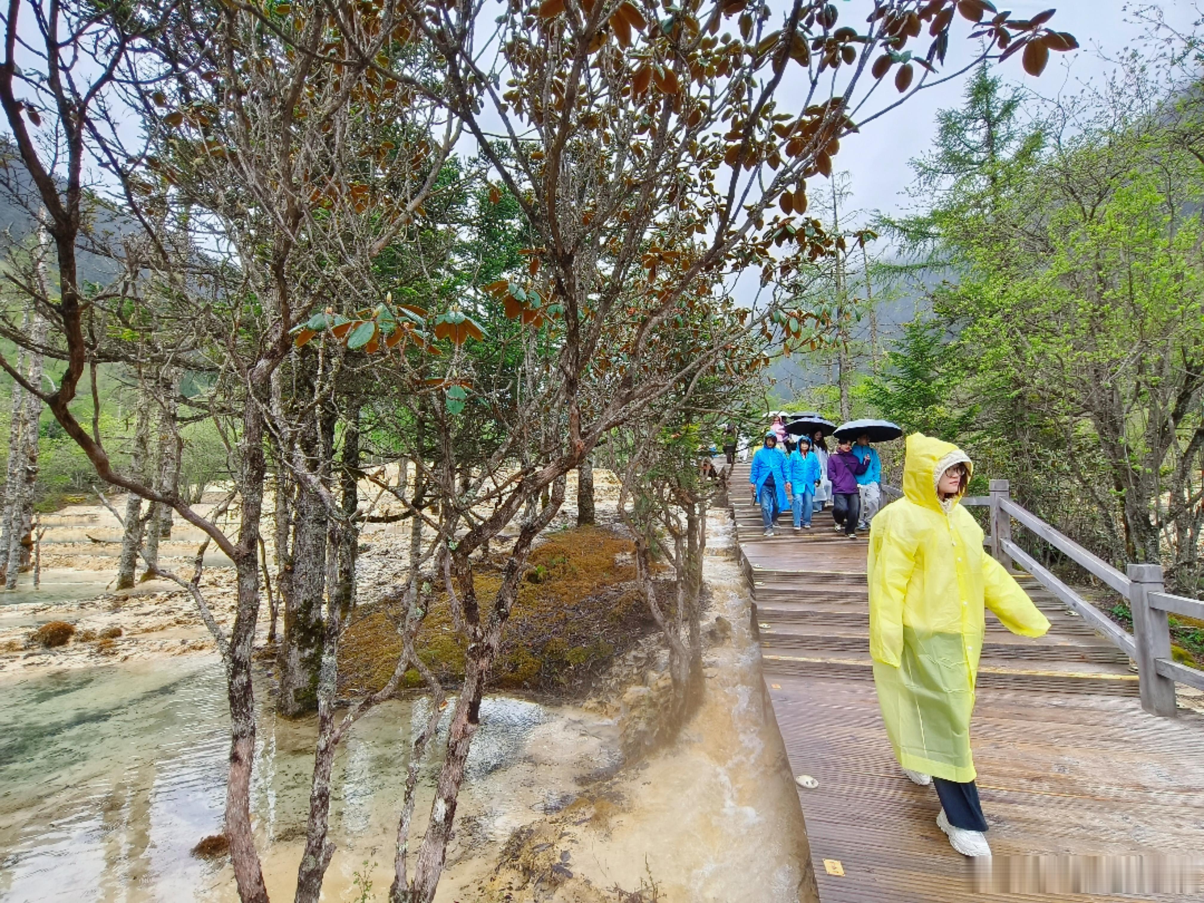 一场雨，让千年钙华重焕生机 雨润黄龙色更鲜 黄龙之美，在于动态。六月中旬虽值夏季