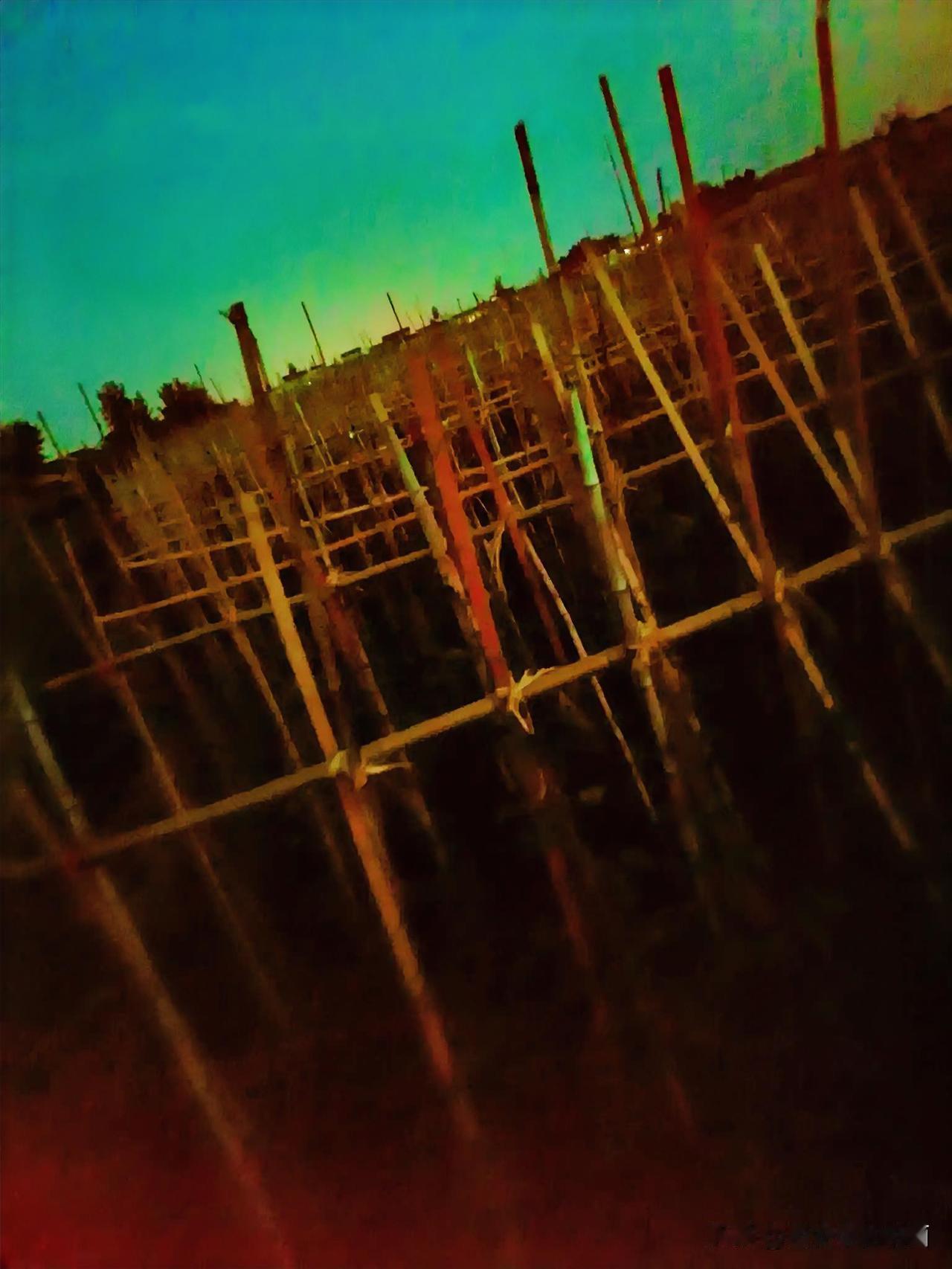 《整齐美观的豇豆架，忍不住夜间拍一下（李林摄于汉中城固）》