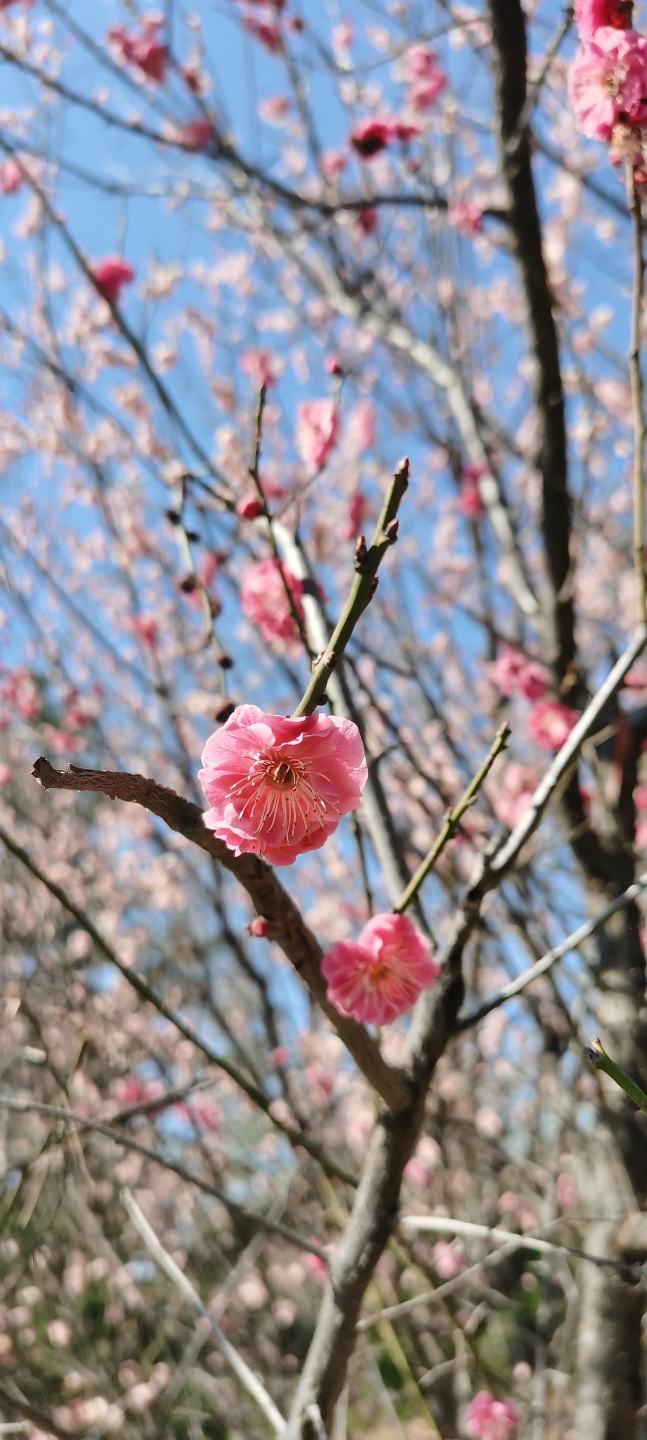 忙里偷闲，静坐花下。今天老年大学开课了。今天是声乐课，“嗷嗷嗷”了一上午，同学们