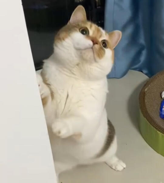 眼睛瞪得像铜铃～