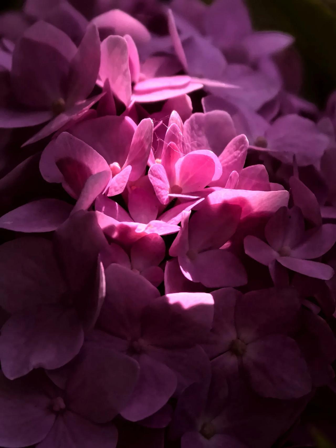 《绣球花与光》
绣球 
我的摄影日记