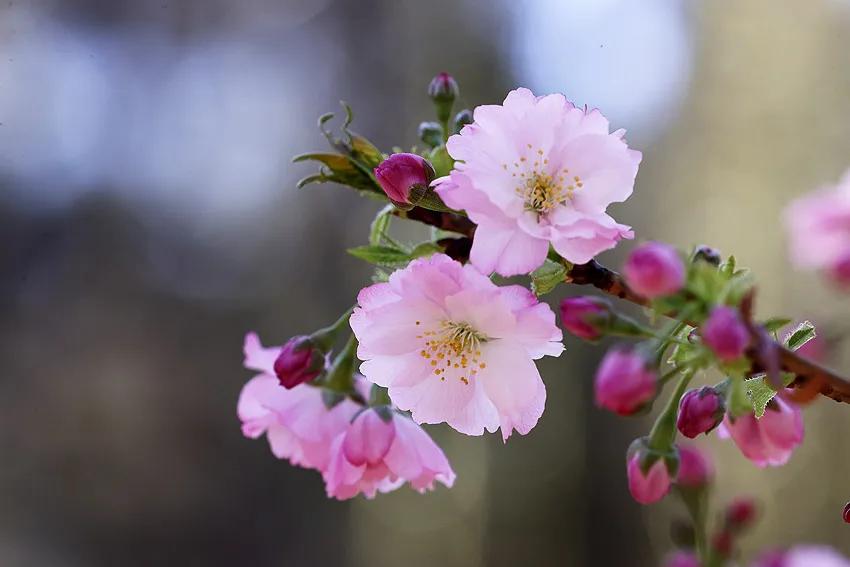 樱花烂漫玉渊潭
实拍玉渊潭樱花