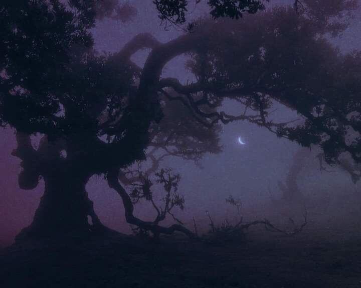 【背景图】分享‹𝟹₊˚⊹♡紫色|梦幻|夜景|书籍|文艺|氛围|铃兰|神秘|审美