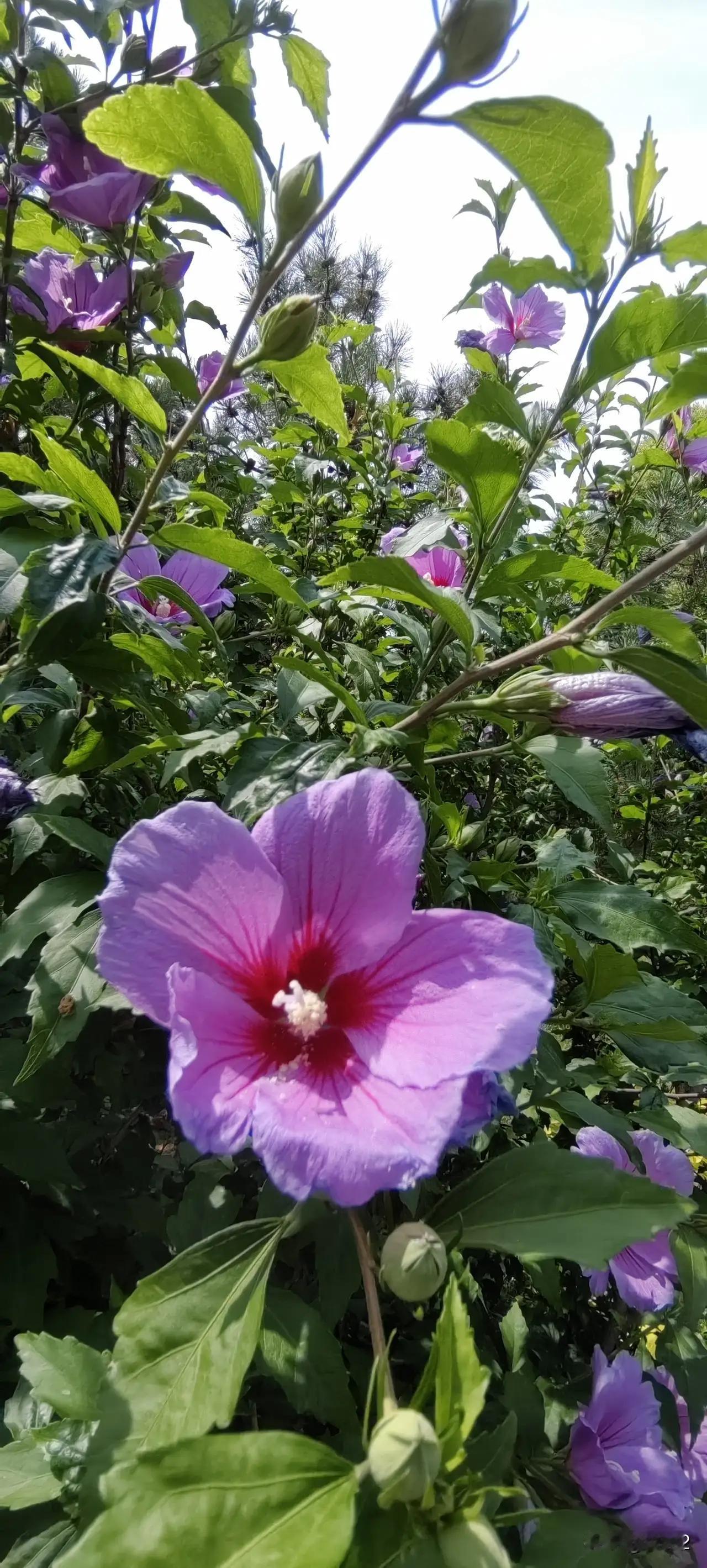 晒一张你拍的花夏季炎热，看到花开，恰似清凉慰藉，给人带来一丝凉意。