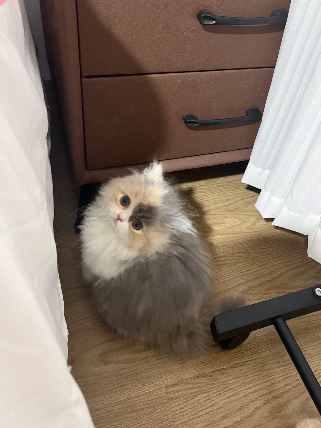 求动物专家看看这是不是正宗猫头鹰