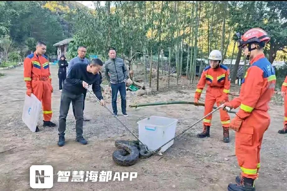 果园里的“不速之客”：大蟒蛇引发的思考

在福州的一个寻常的日子里，一场不寻常的