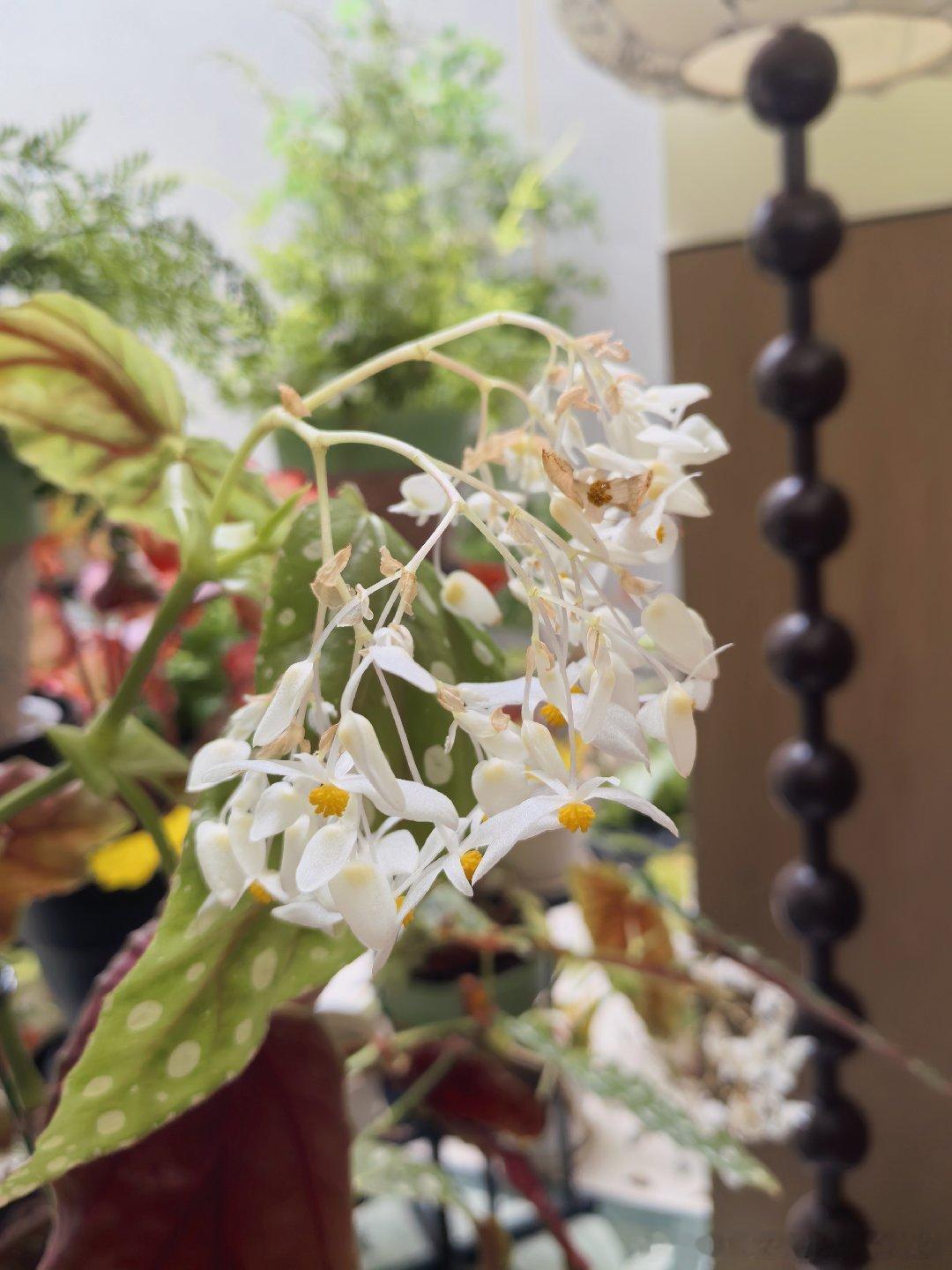 不断开花的鳟鱼 ​​​