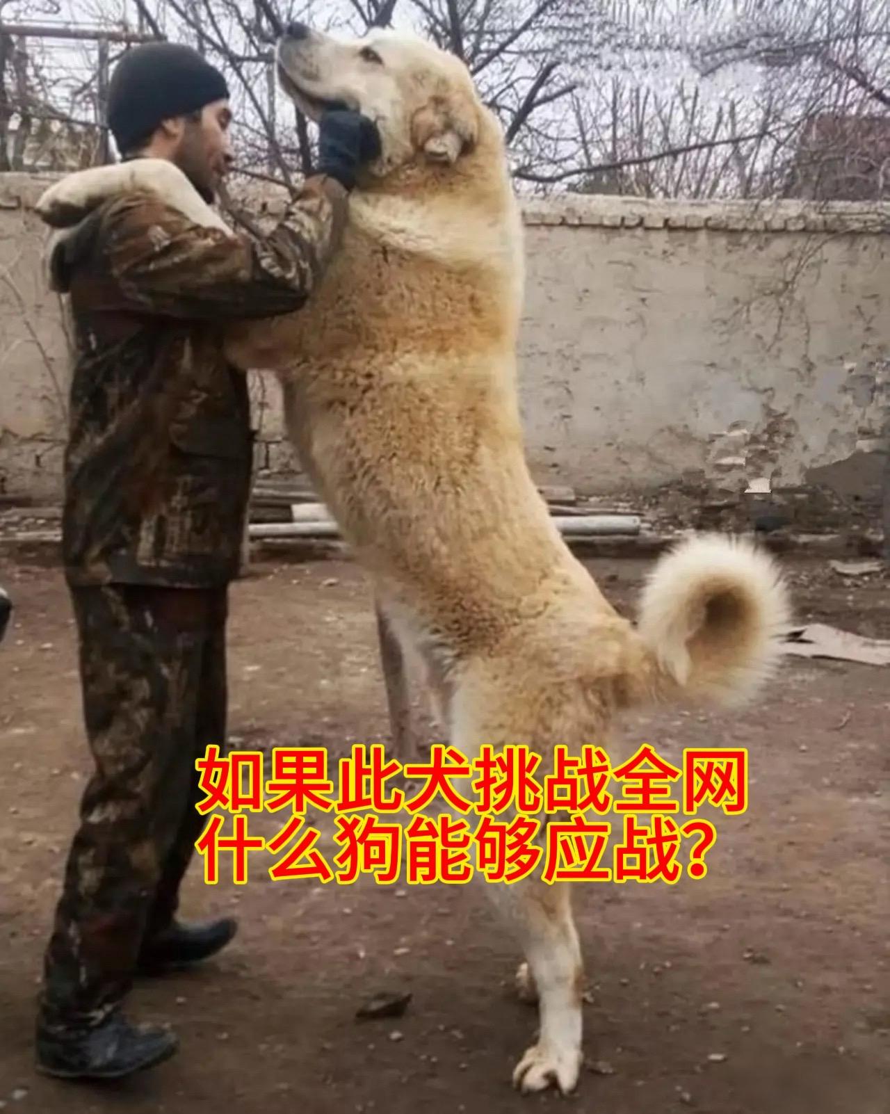 你觉得哪些狗能够与这种体型的猛犬一战？你觉得哪些狗能够与这种体型的猛犬一战？看看