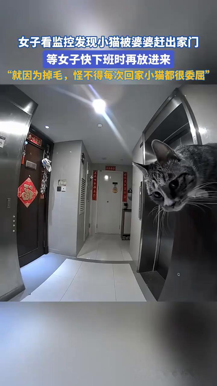 女子看监控发现小猫被婆婆赶出家门，等女子快下班时再放进来。
来源：蜜雪冰猫。
就