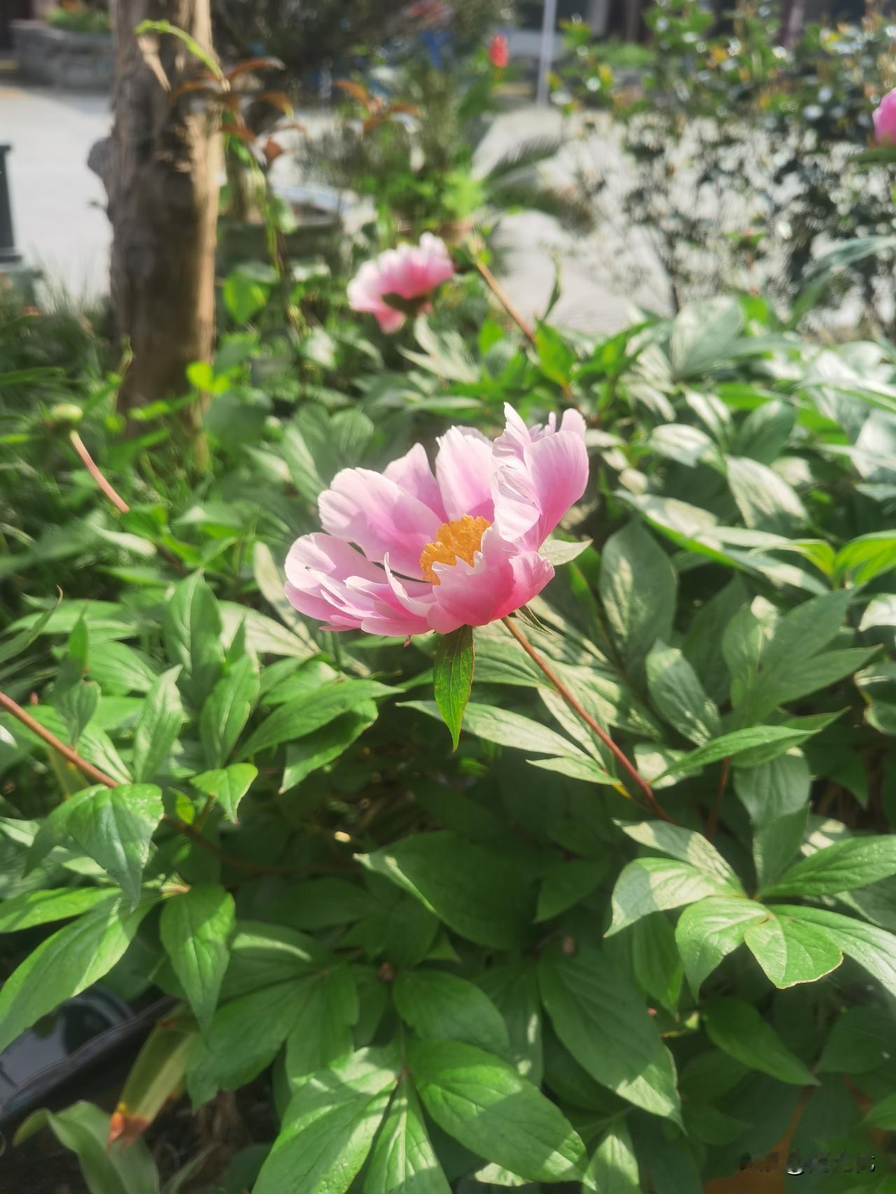 炒股的朋友，研究出来没有，最近炒股的套路？
如果没有去研究，或者还是用老方法去炒