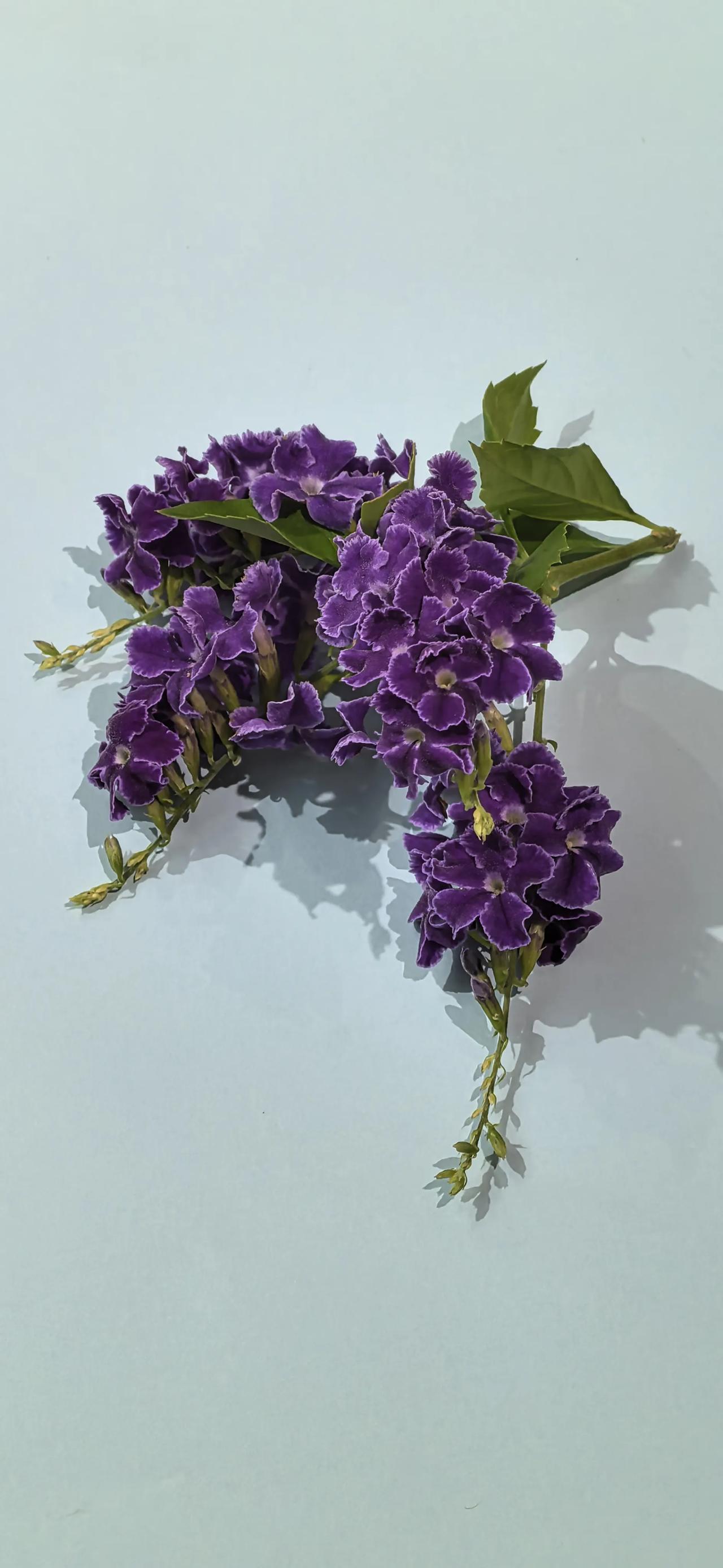 请欣赏我的摄影作品

中秋节送给您的大礼