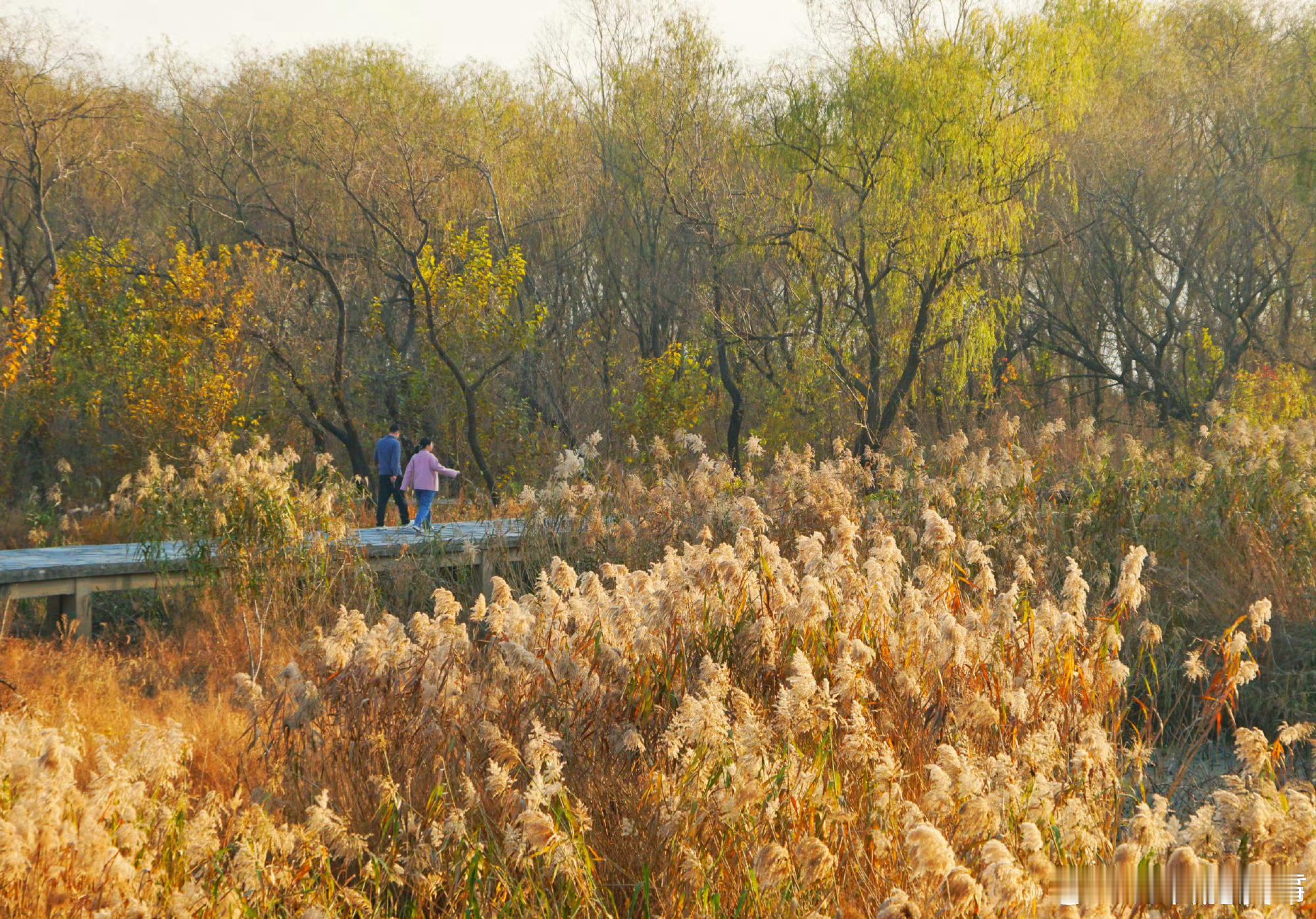 【安徽巢湖中垾湿地冬日如画】12月7日，安徽合肥，巢湖中垾湿地冬日风光正好，暖阳