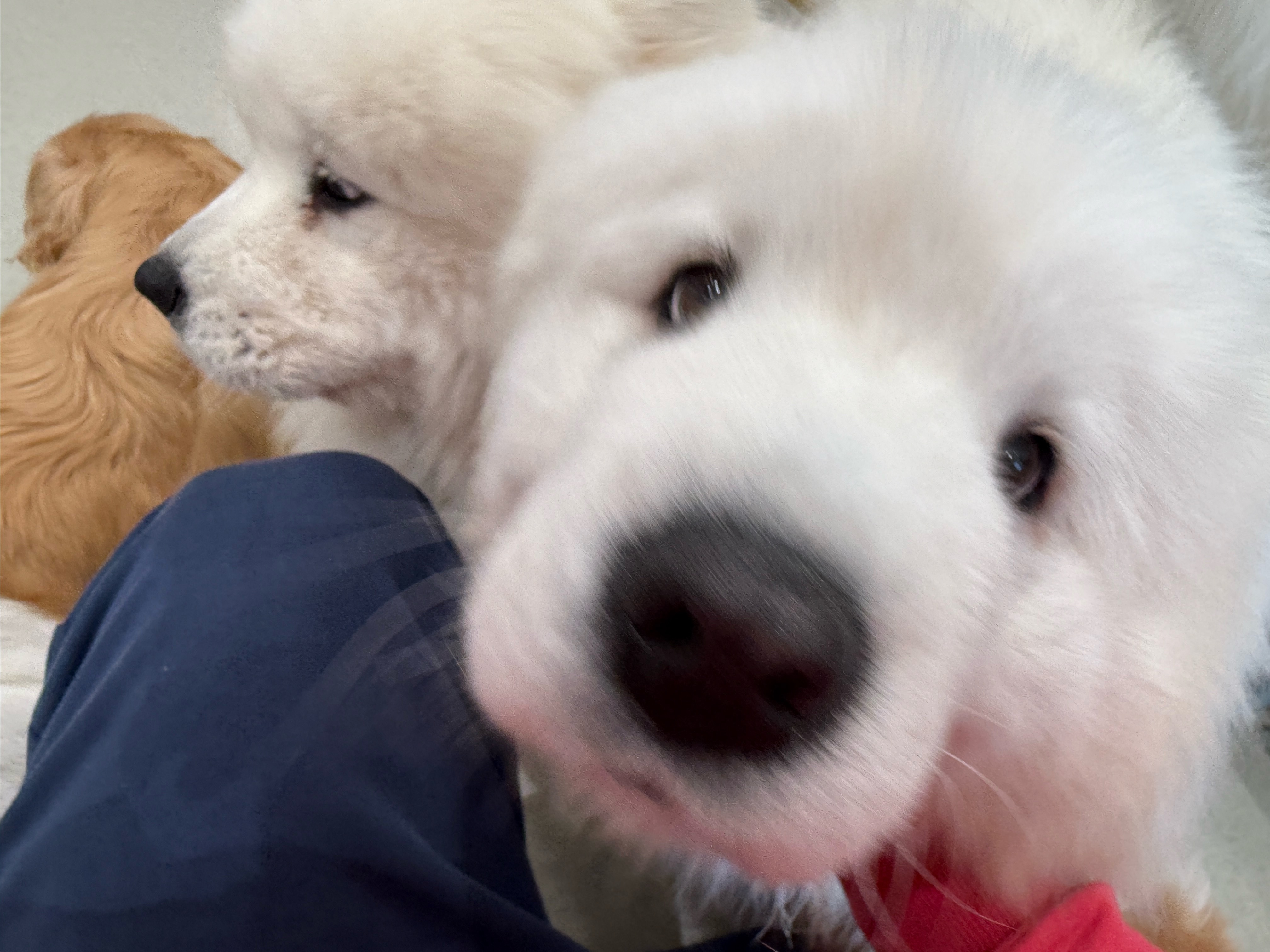 应该差不多一年没撸狗了！太美了吧 