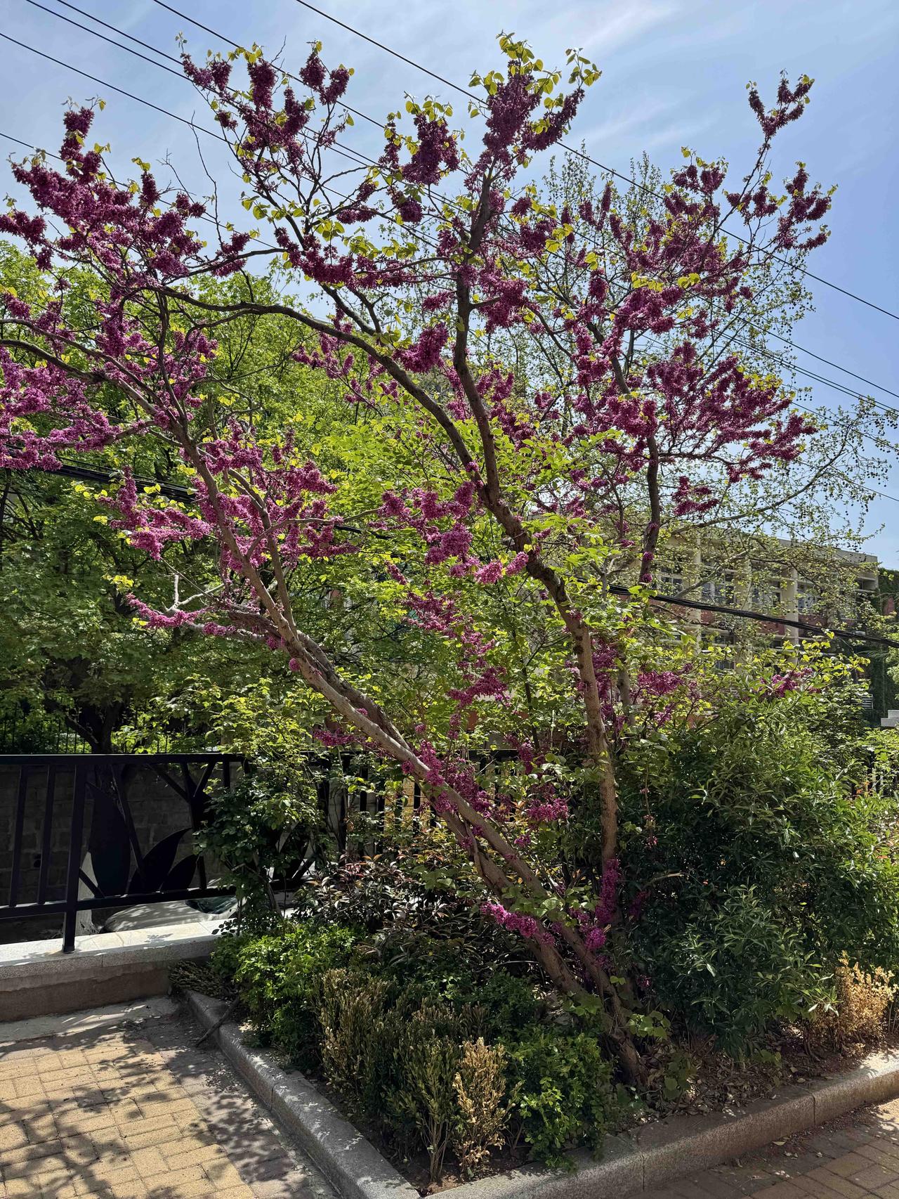 千里莺啼绿映红的绿和红就是这样的吧