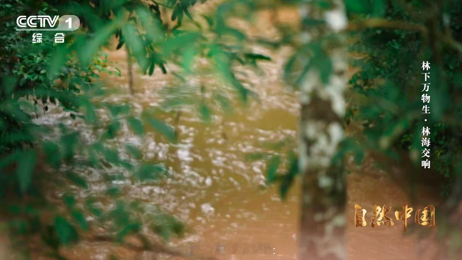 亚洲象头顶有两个聪明包云南可以在桥上看大象 亚洲象的“聪明包”是它们的智慧象征。