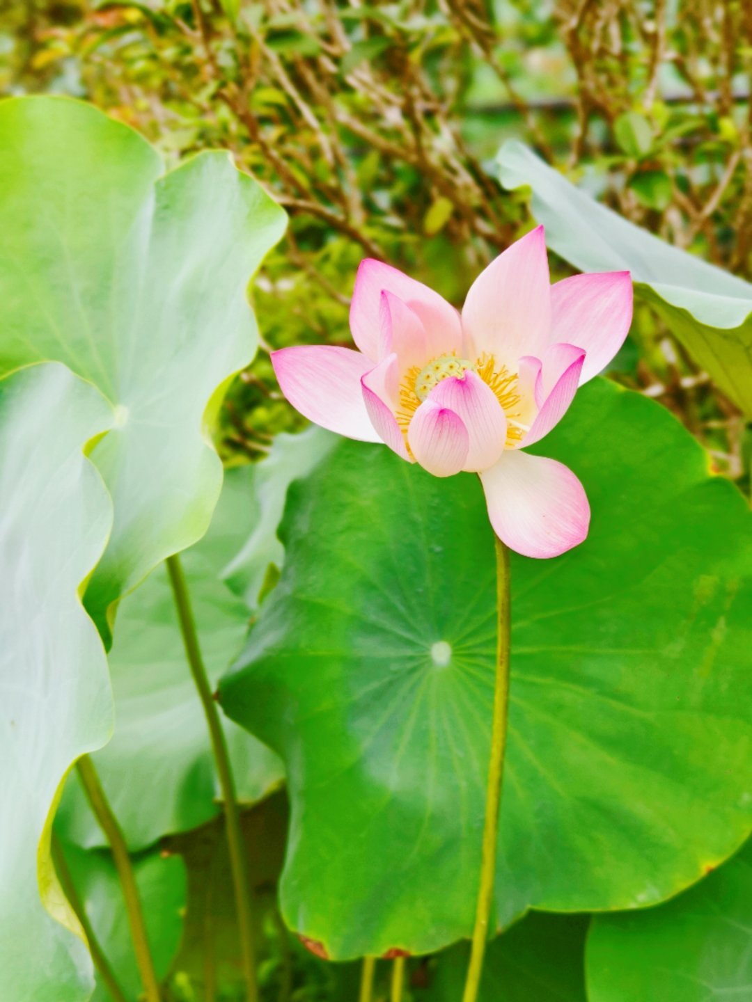 早安 身自泥污心自洁，花开盛夏意悠长。闲观满岸莲开处，俗世烦忧尽淡忘。早上好