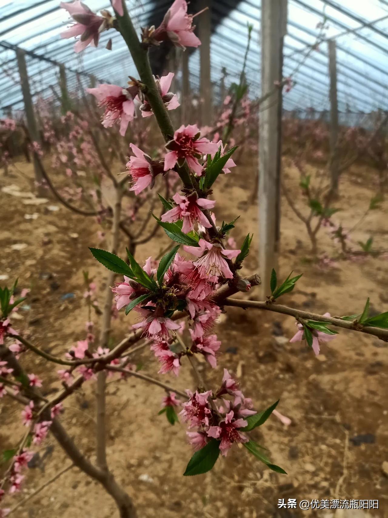 今日随手拍元宵佳节赏花那里寻，请到平邑县地方镇西瑶草来赏花观景，过不一样的元宵节
