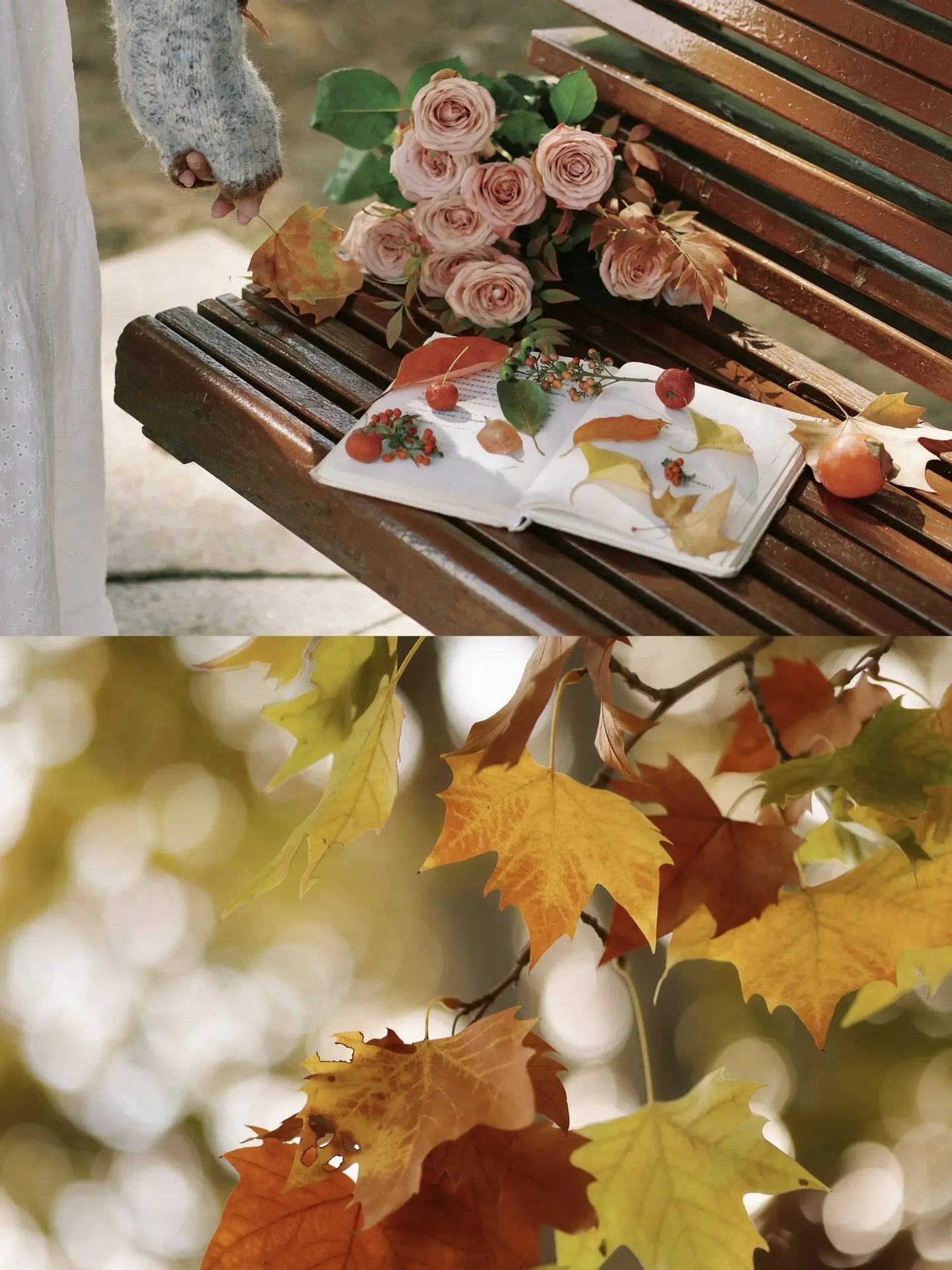 秋日梧桐文艺氛围感拍照｜一起捡秋吧。📷  捡秋文艺电影感拍摄小技巧...