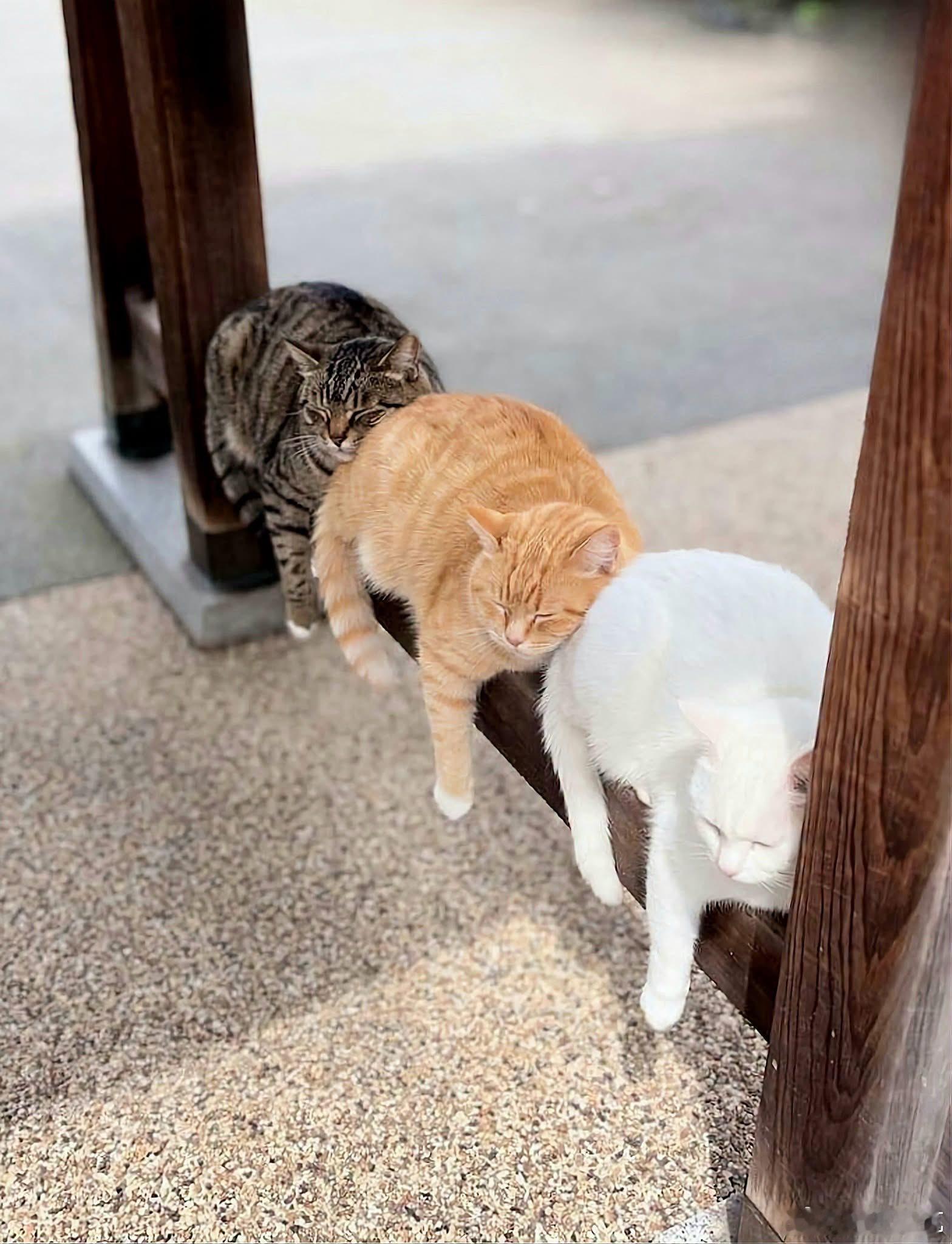 【 挤馒头游戏✨ 】狸花→橘猫→白猫，排排挤成一串，脑袋靠着前面伙伴，全部眯眼犯