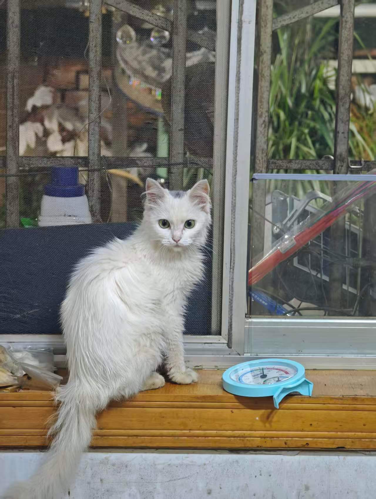 🐱昆明同城寻爱心领养｜无偿领养小猫咪好朋友在老房子捡到一只小猫，性格特别乖，亲