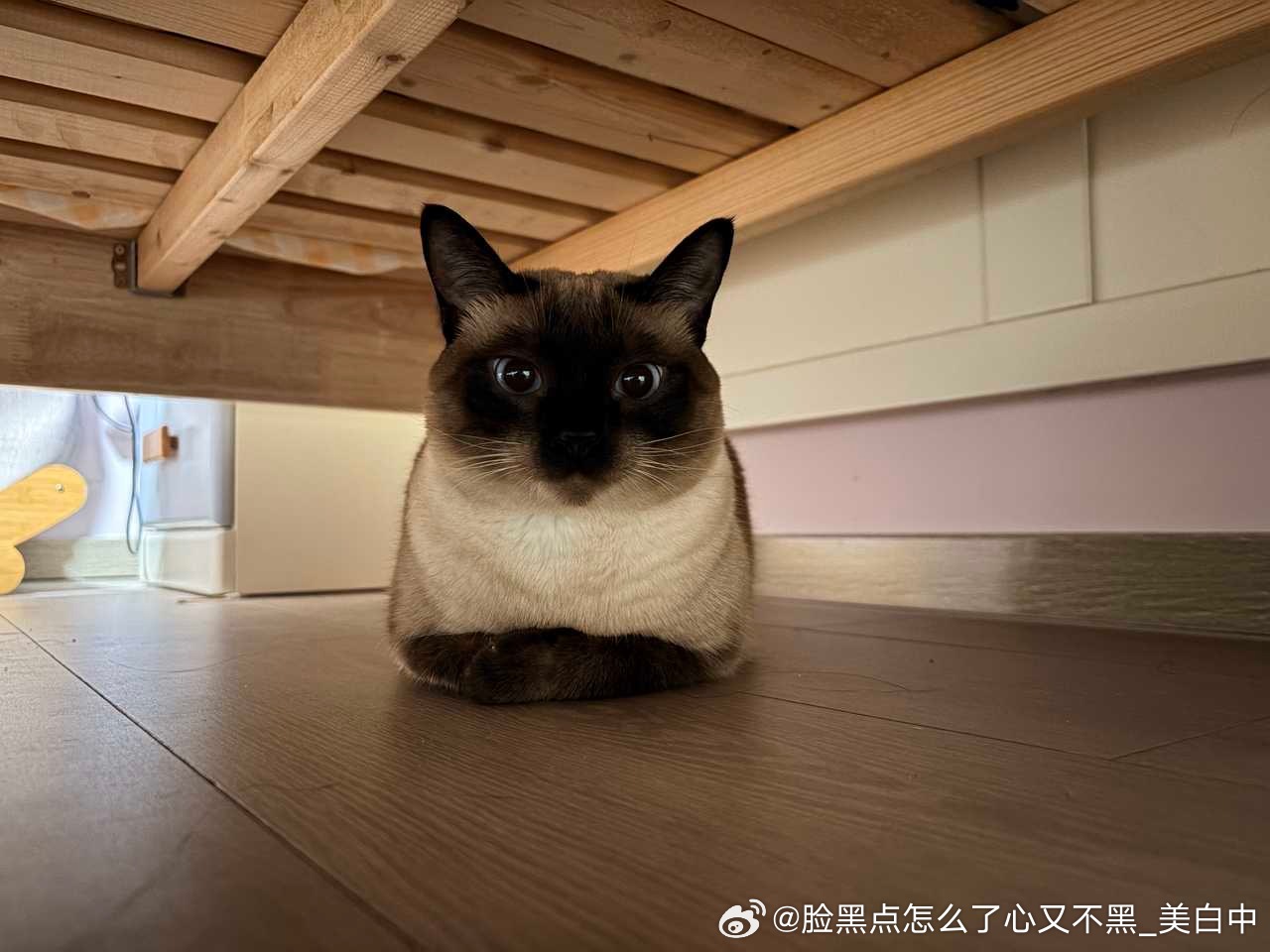 4081只黑脸端庄 