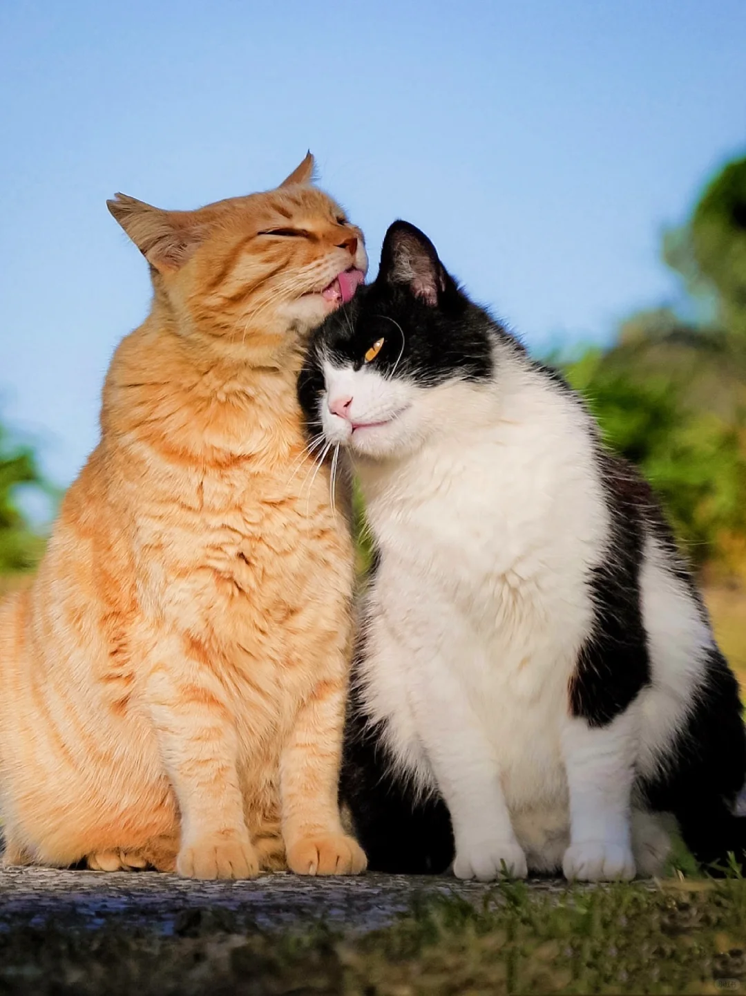 橘猫和奶牛猫的贴贴