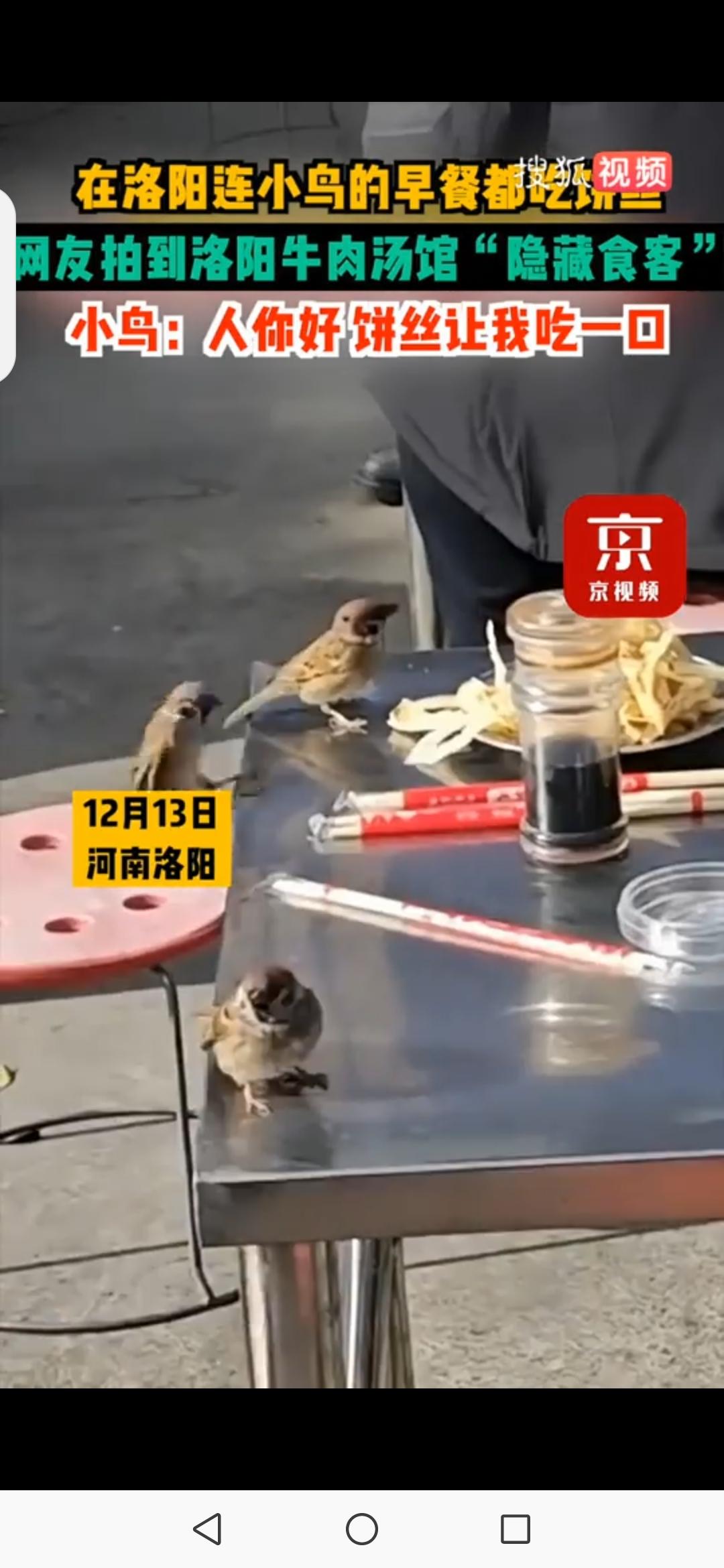 小鸟上餐桌蹭饼吃？

洛阳汤馆太绝了！连小鸟都来蹭饼丝，这一幕藏着古都最暖的烟火