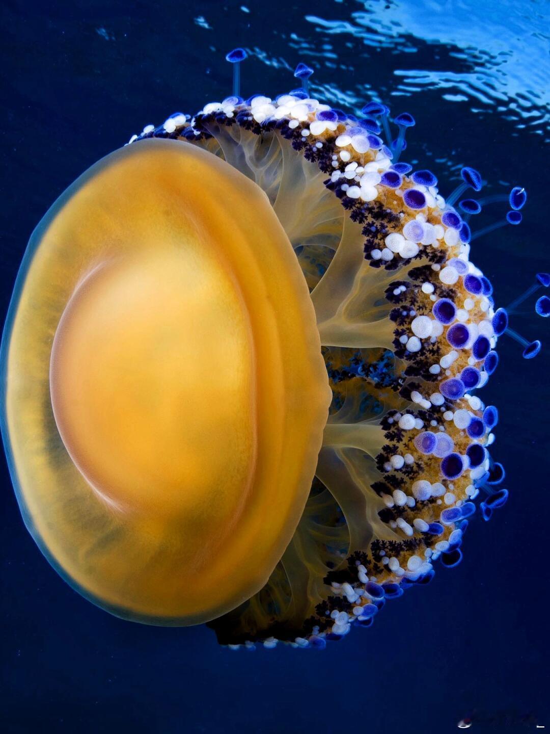 奇妙生物圈蛋黄水母，海洋中独特的“荷包蛋”奇观。它们以优雅的姿态在海水中漂浮，那
