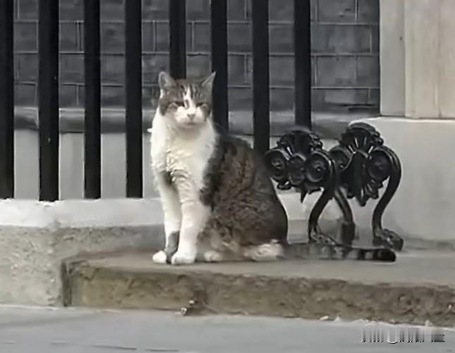 唐宁街的拉里又将送走一位首相——斯塔默。这只猫见证了英国多任首相更迭包括卡梅伦、