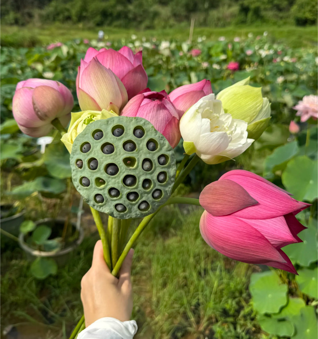末伏最后1天今天出门还是觉得热，今年的夏天感觉没有那么长似的，但是我还是喜欢夏天