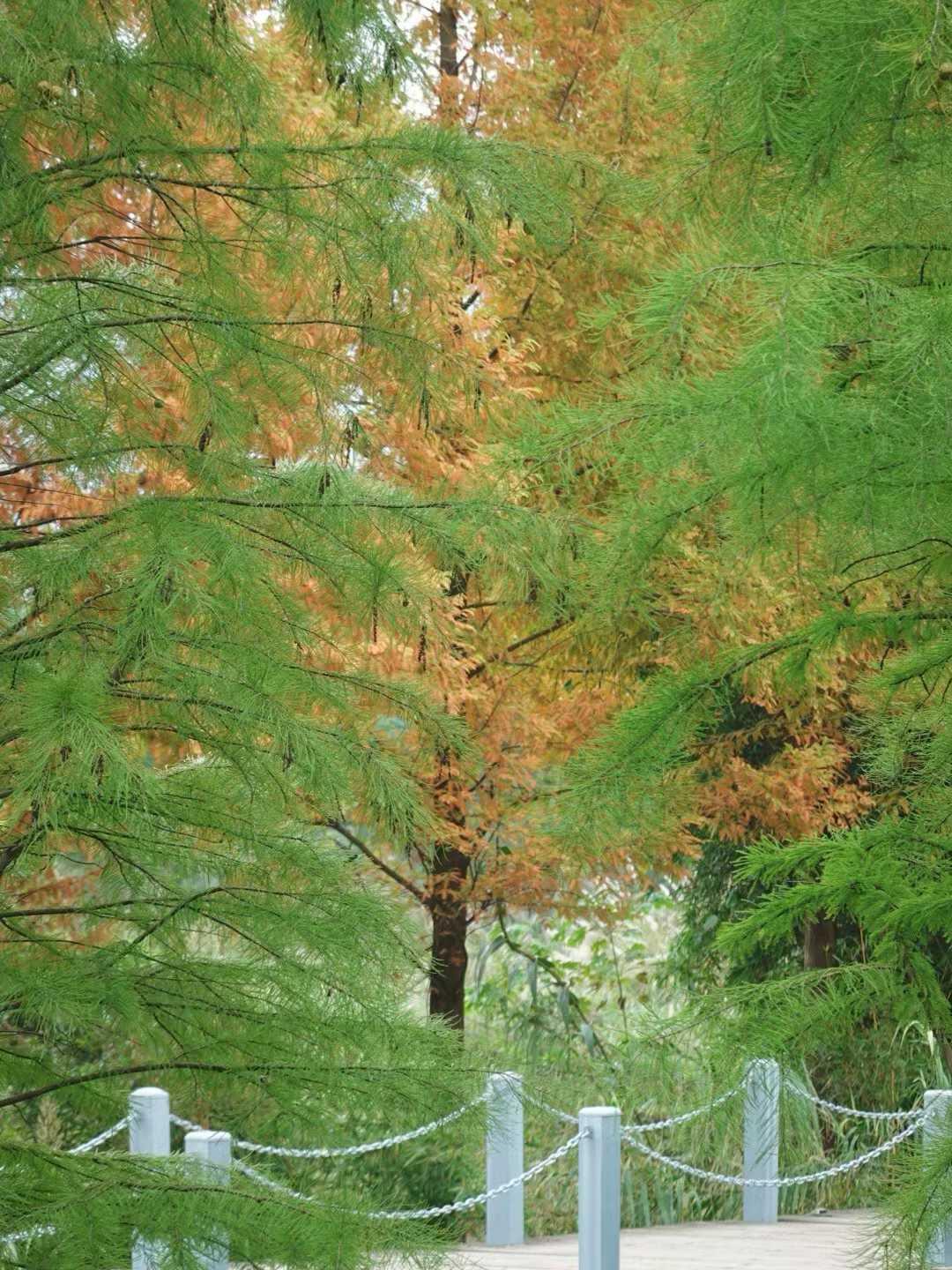 天汉公园30分钟 看看五彩斑斓的秋