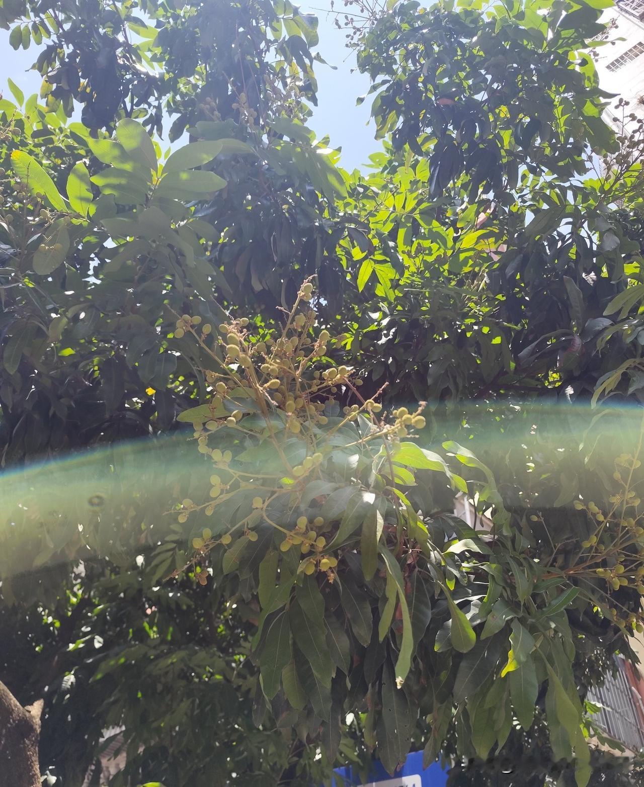我这的荔枝才结小果子，而你们那边的已经成熟上市卖了，怎么差距那么大啊