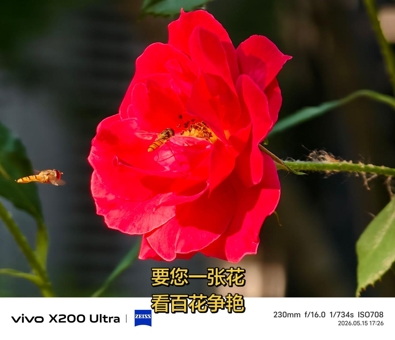 不管什么花，上传一张，咱看百花争艳我要上热门话题 手机拍花分享与你欣赏 手机里的