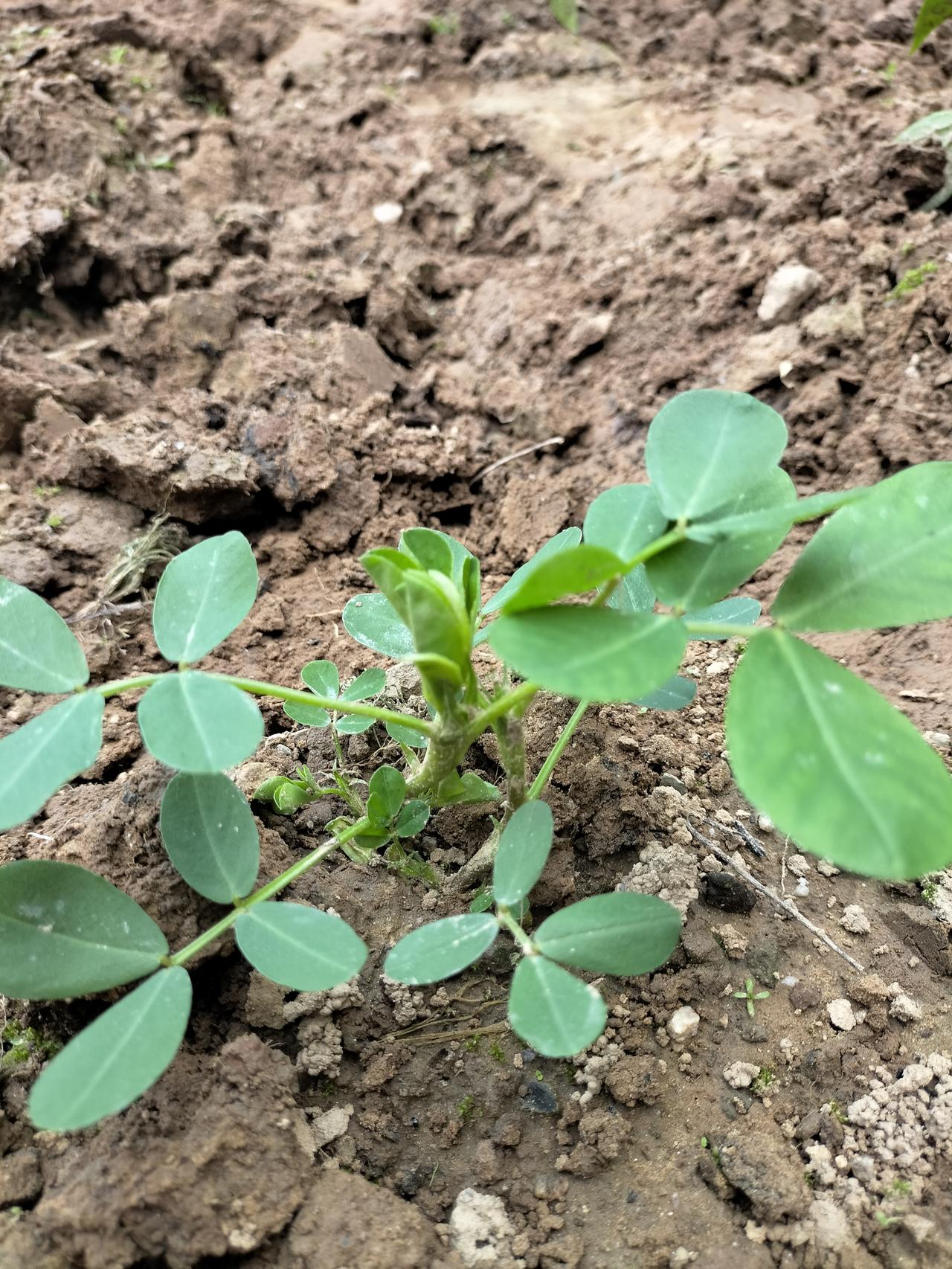 我看到辣椒地里突然有棵花生苗，长得特别好，我想起去年这里种了花生，花生没挖完，它